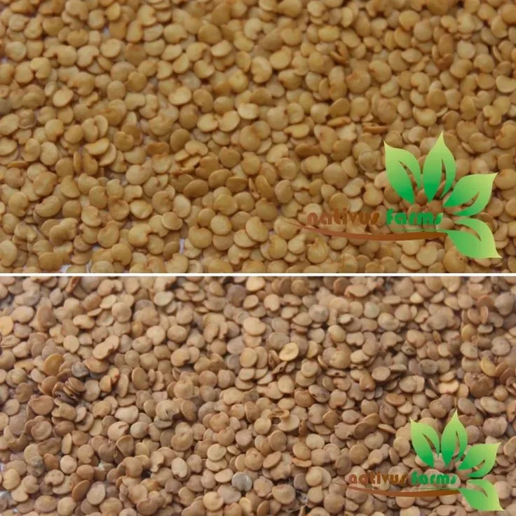 High-Yield Brinjal Seeds